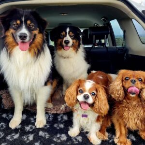 Dagpass hjemme hos hunden med Hekla