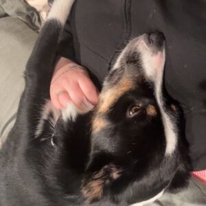 Dagpass for hund i Vestfossen – 250 kr
