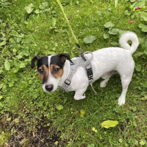 Dagpass for hund i Kristiansand med Christine