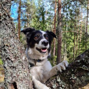 Dagpass hjemme hos hunden på Sofiemyr og i Ski