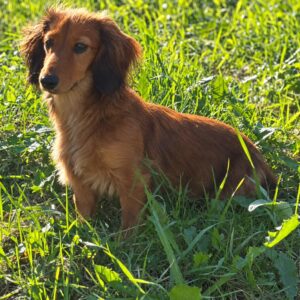 Dagspass for hund på Tiller med Mona