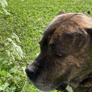Bestill dagspass for hund i Trondheim med Helena